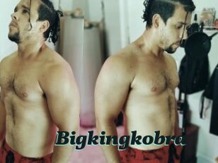 Bigkingkobra