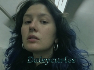 Daisycurles
